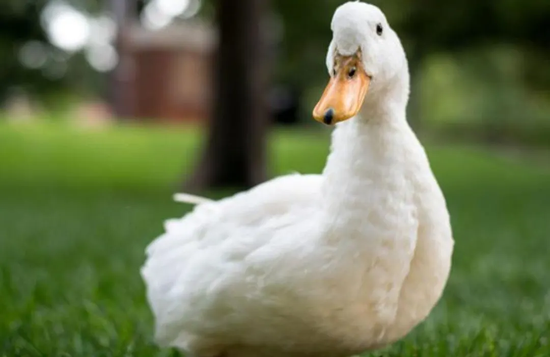 Pousada Recanto das Aves-1