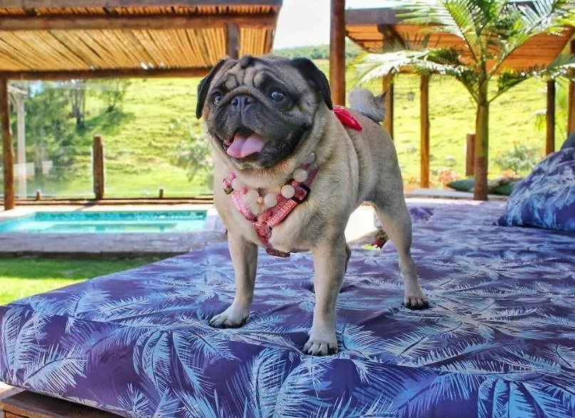 Villa Ayê Socorro SP - Pousada Petfriendly-1
